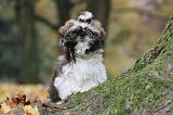 SHIH TZU 138